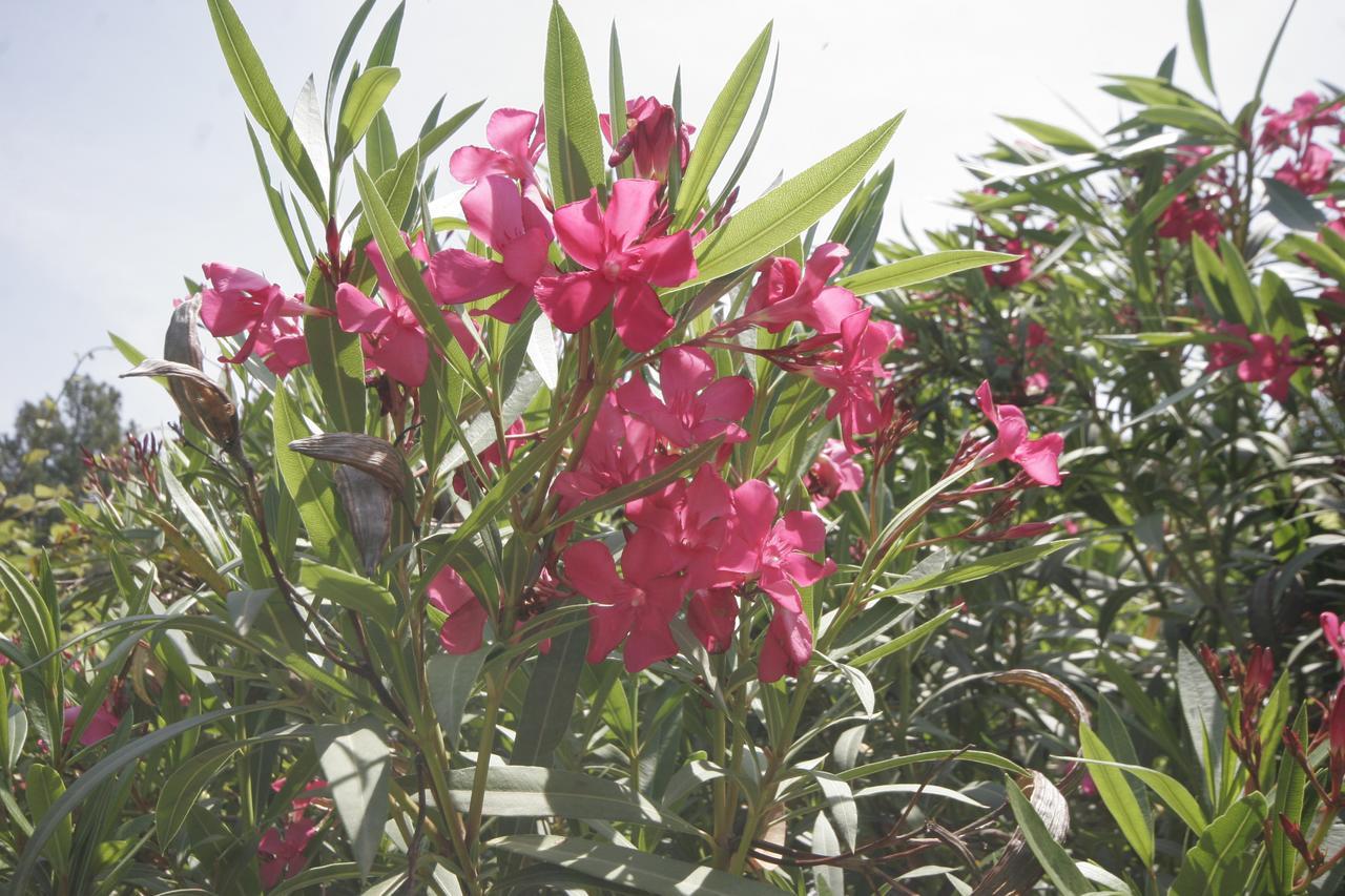 קרק Apartments Irena Krk מראה חיצוני תמונה